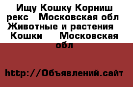 Ищу Кошку Корниш-рекс - Московская обл. Животные и растения » Кошки   . Московская обл.